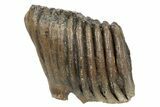 Partial Woolly Mammoth Fossil Molar - Poland #235272-1